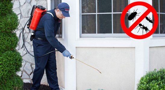 Foça Kene İlaçlama böcek ilaçlama ve haşere kontrolü — ilaclama-tr.com
